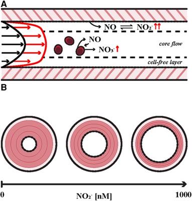 Transport of nitrite from large arteries modulates regional blood flow during stress and exercise